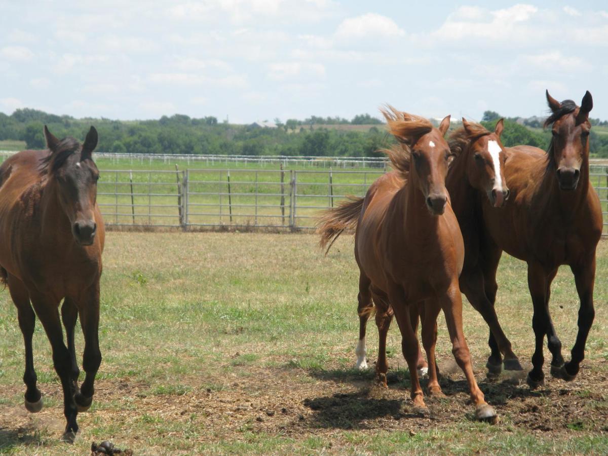 Agriturismo Monsereno Horses Imbersago Dış mekan fotoğraf